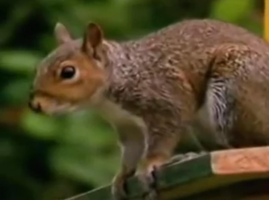 Музыка из рекламы Carling - Squirrel