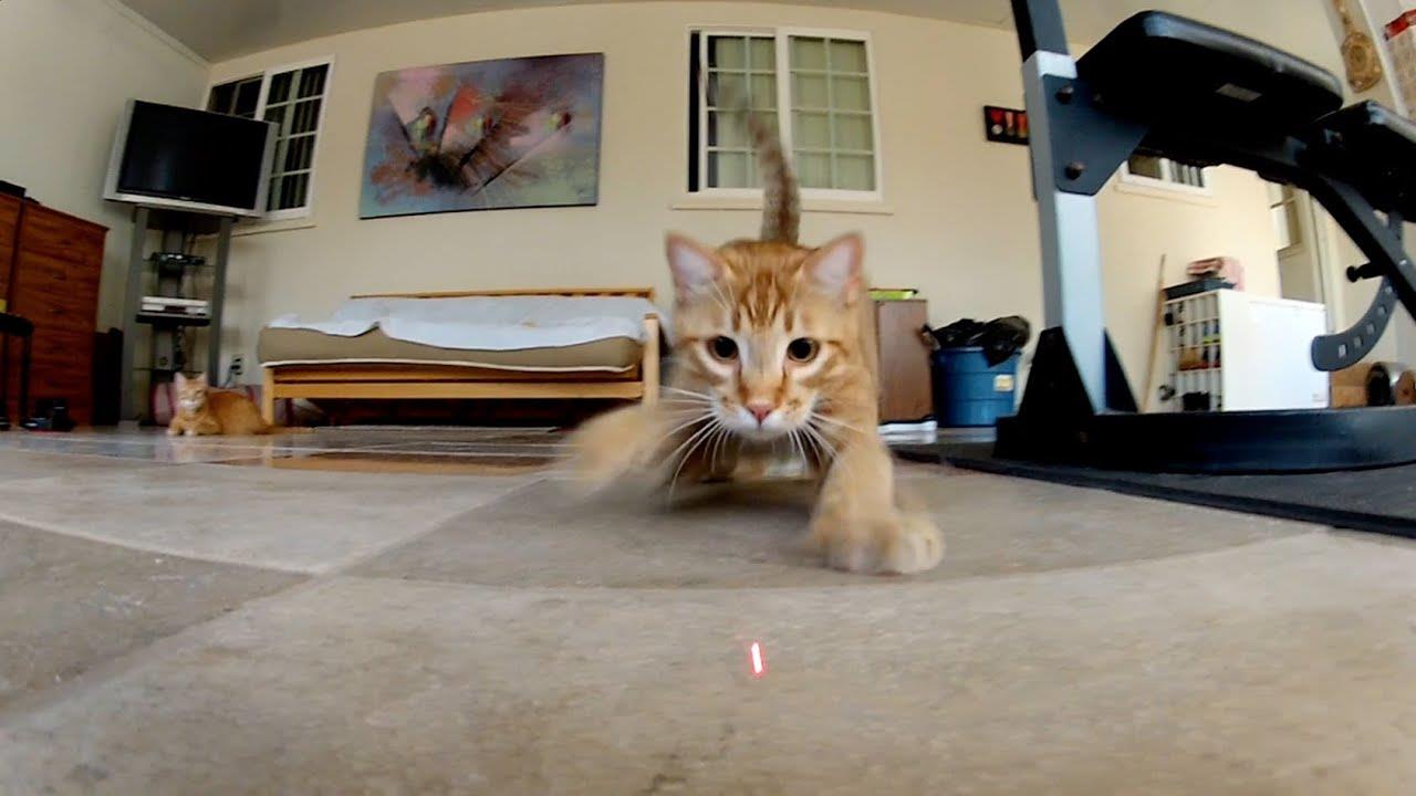 Музыка из рекламы GoPro HERO2 - Cats vs. Laser