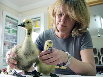 Музыка из проморолика Animal Planet - SOS дикой природы Музыка из проморолика Animal Planet - SOS дикой природы
