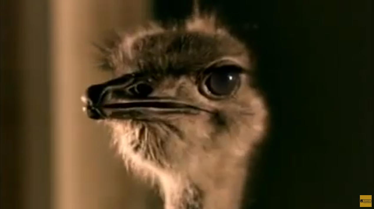 Музыка из рекламы Cadbury - Creates Moment of Joy with Flying Ostrich