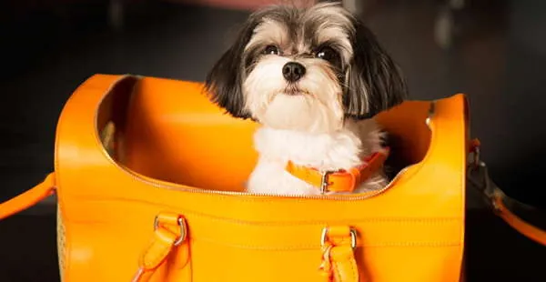 Ralph Lauren - The Dog Walk