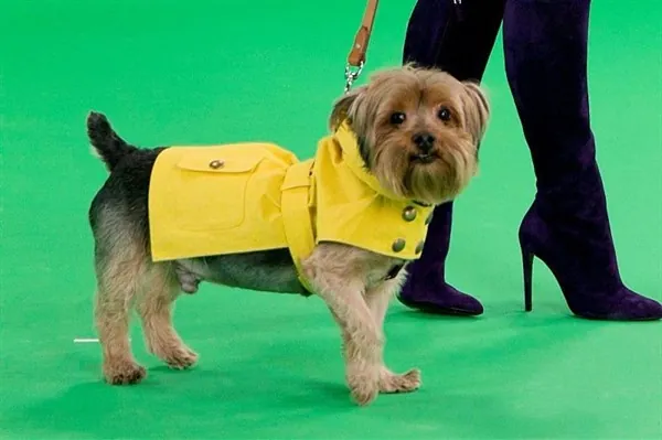 Ralph Lauren - The Dog Walk