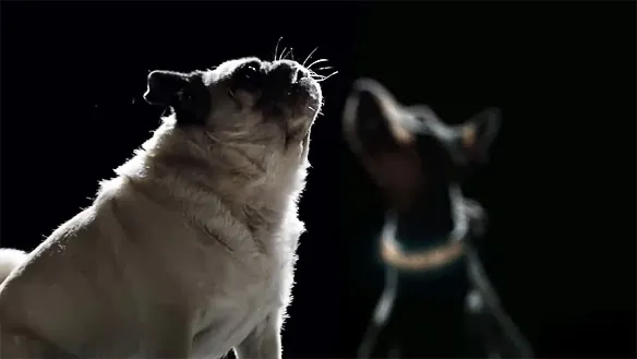 Pet Trust - Dogs Sing For A Cure - We Could Be Heroes