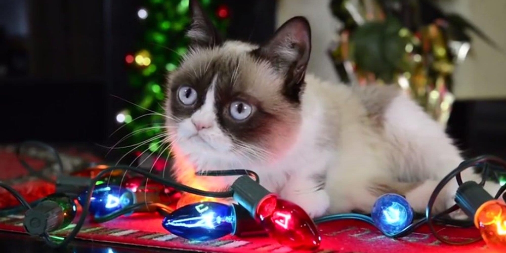 Музыка из рекламы Friskies - Grumpy Cat Stars in Hard To Be a Cat at Christmas