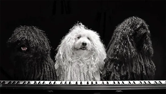 Pet Trust - Dogs Sing For A Cure - We Could Be Heroes