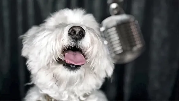 Pet Trust - Dogs Sing For A Cure - We Could Be Heroes