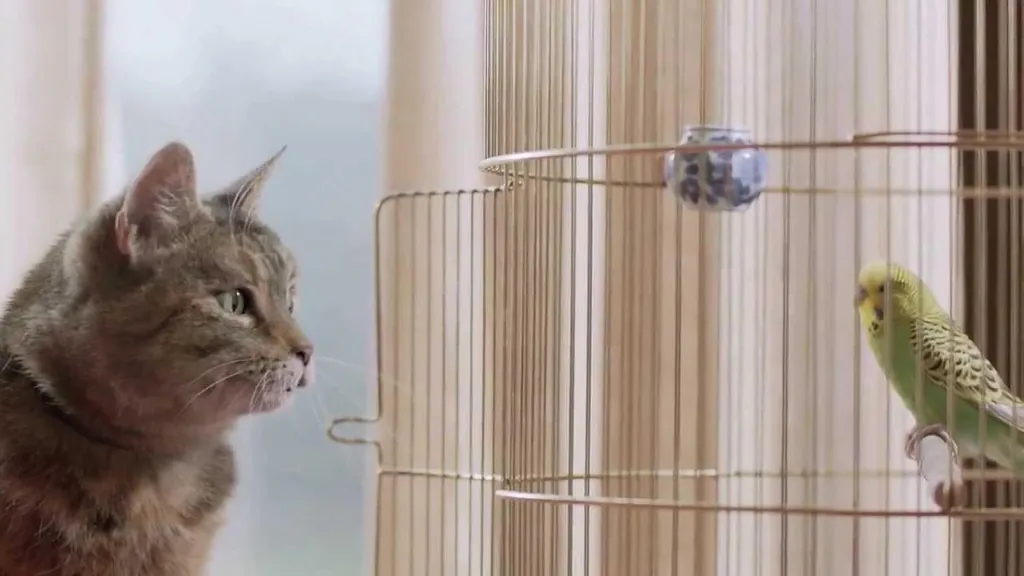 Freeview - Cat and Budgie Freeview - Cat and Budgie