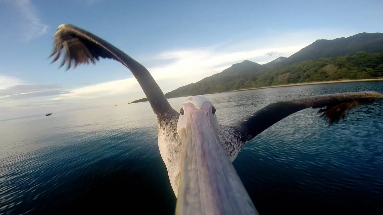 GoPro - Pelican Learns To Fly