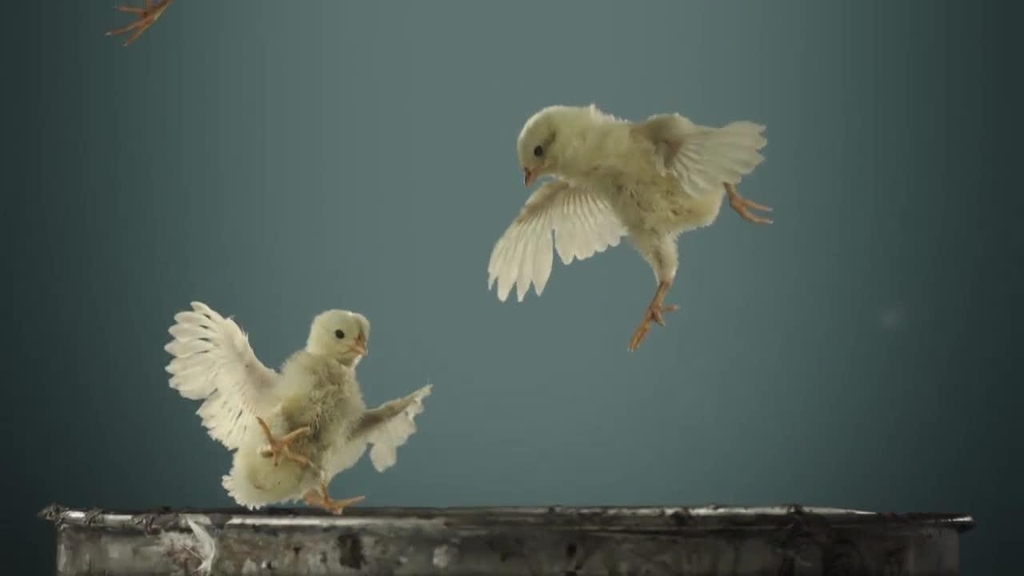 Музыка из рекламы Peta - Little Chicks Take Their First Flight