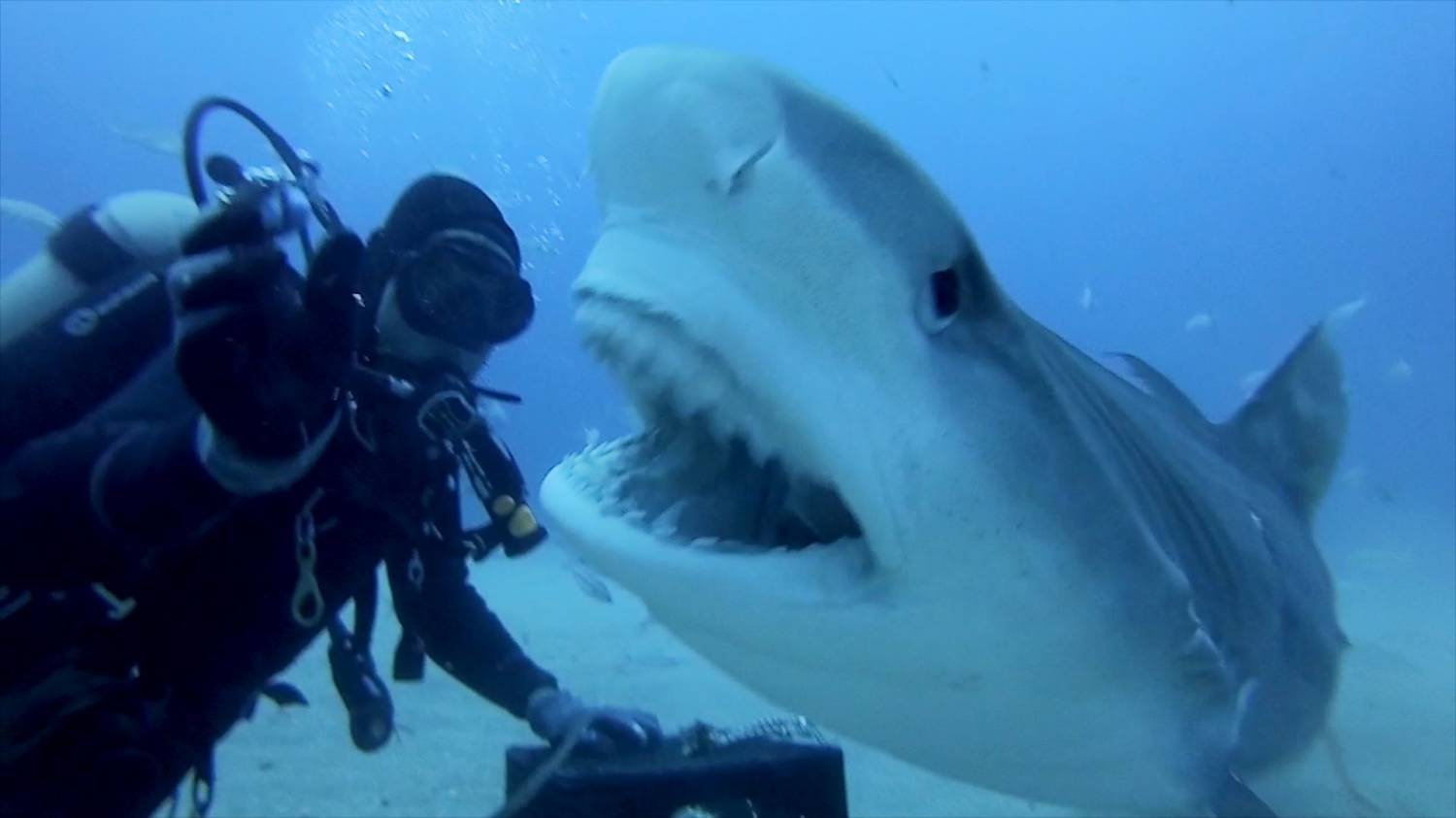 Музыка и видеоролик из рекламы GoPro - Petting A Tiger Shark