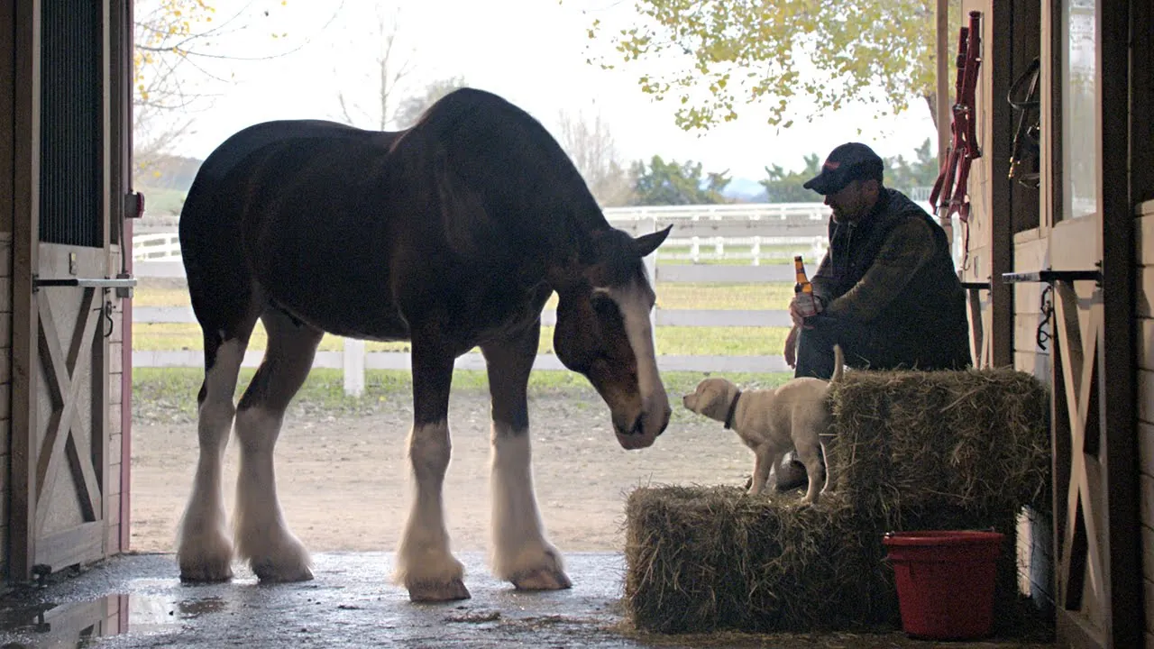 Budweiser - Lost Dog