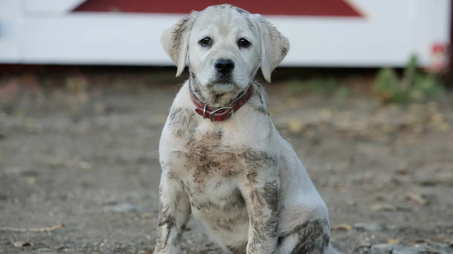 Budweiser - Lost Dog