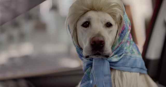 Музыка из рекламы Subaru Dog Tested - Puppy