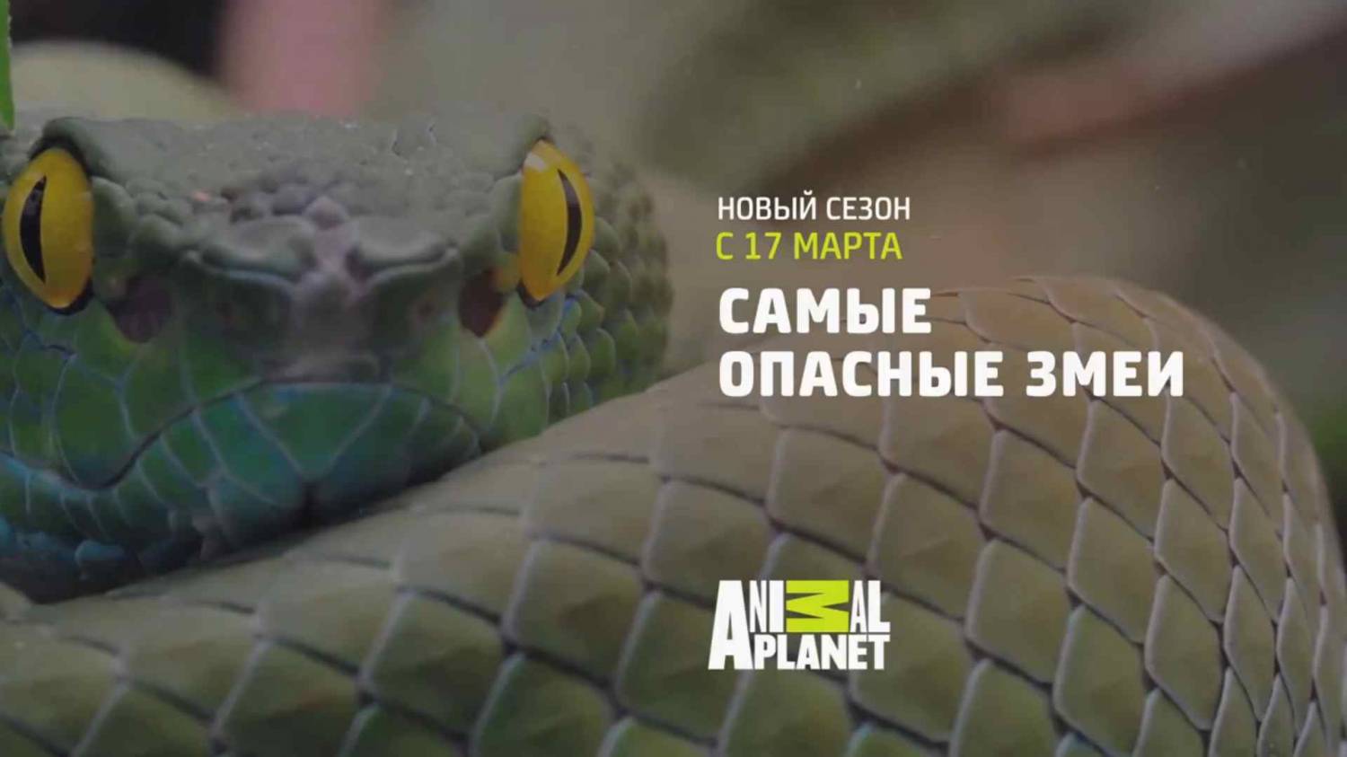 Музыка из рекламы Animal Planet - Самые опасные змеи