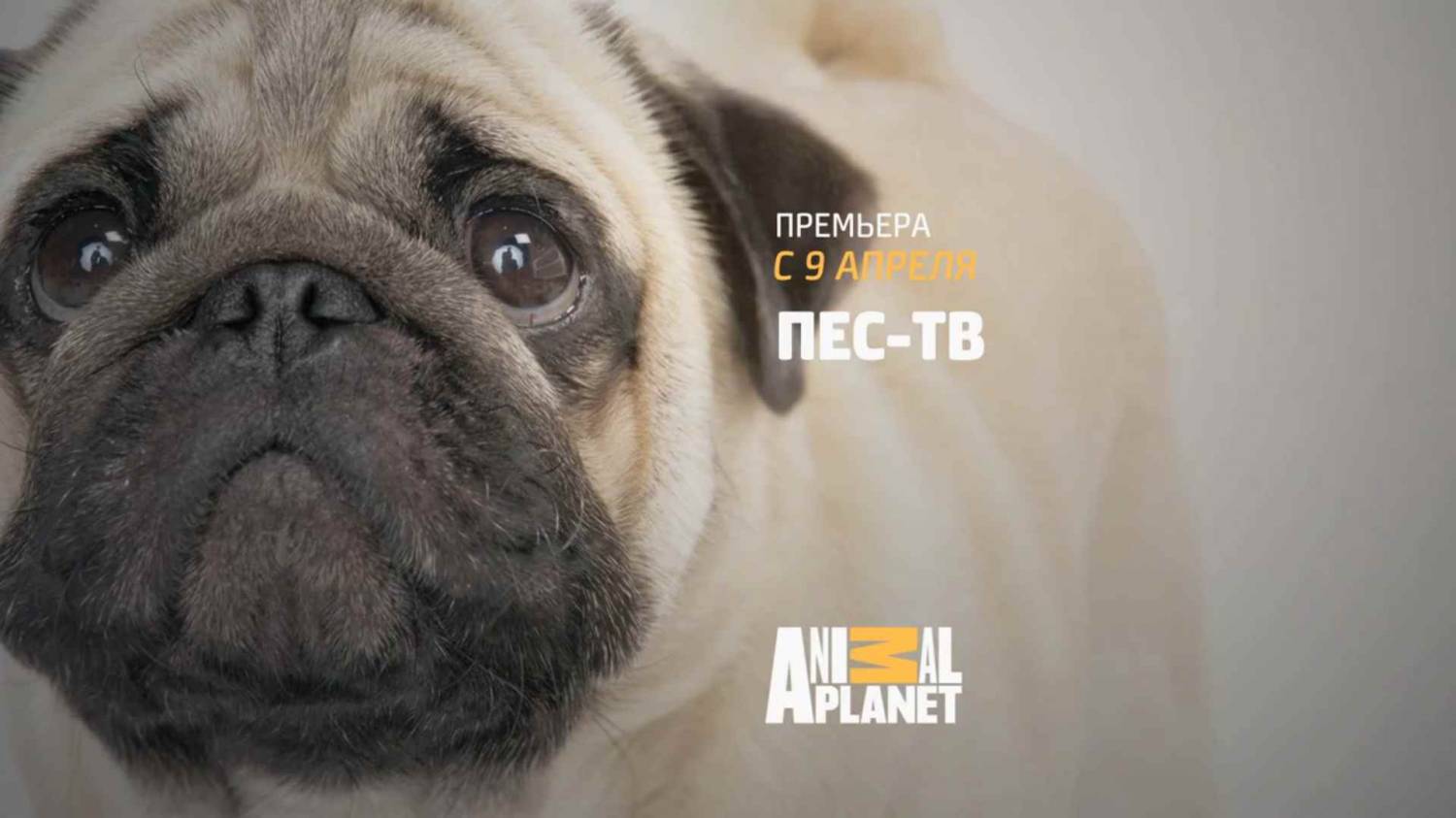Музыка из рекламы ANIMAL PLANET - Пёс-ТВ