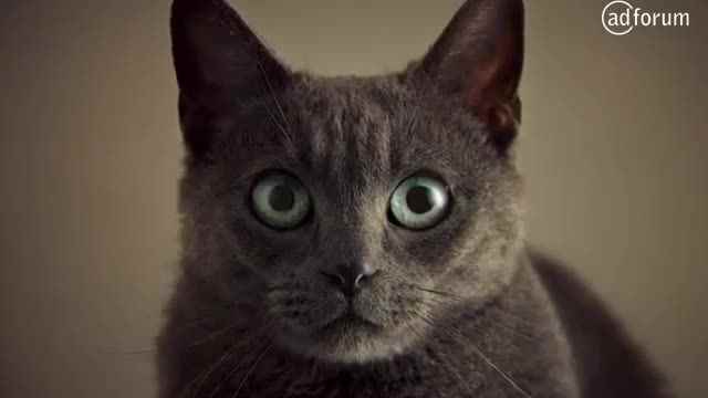 Музыка из рекламы Sheba - WHAT CATS WANT