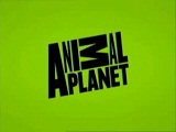 Музыка из рекламы Animal Planet - Animal Planet - Rebranding