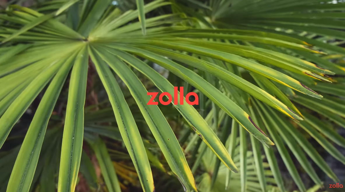 Музыка из рекламы Zolla - Spring