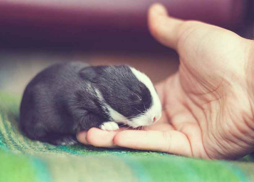 Первые 30 дней из жизни милейшего крольчонка