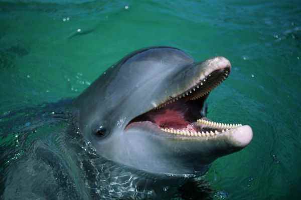 10 интересных фактов о дельфинах и китах