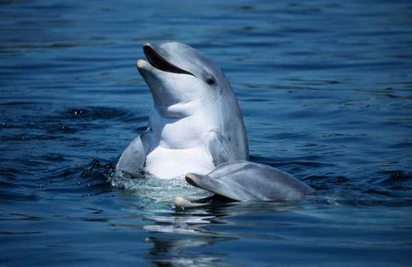 10 интересных фактов о дельфинах и китах