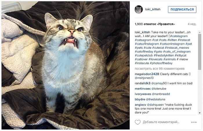 Кошка-вампир покорила интернет