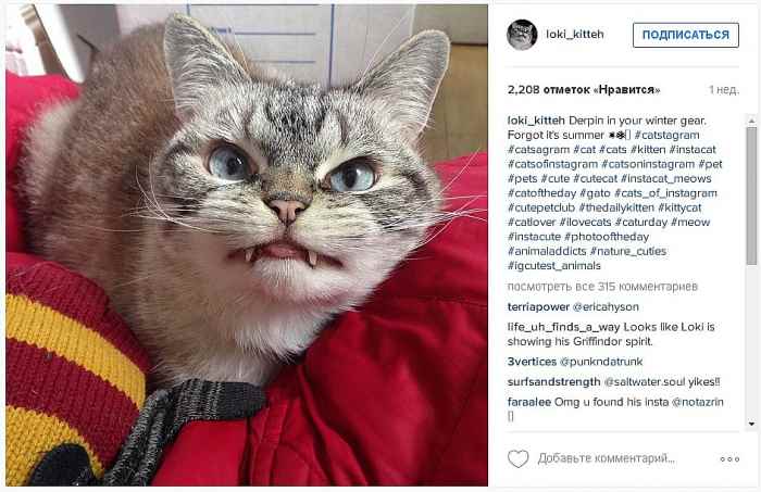 Кошка-вампир покорила интернет