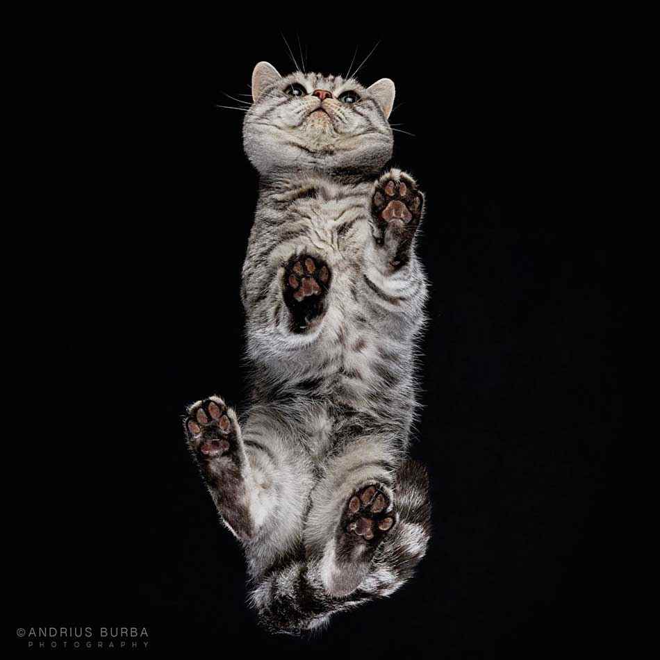 Фотографии котов и кошек с непривычного ракурса