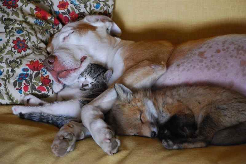 Потрясающие спящие животные