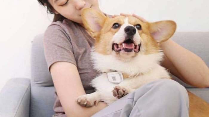Xiaomi выпустила «умный» ошейник для собак