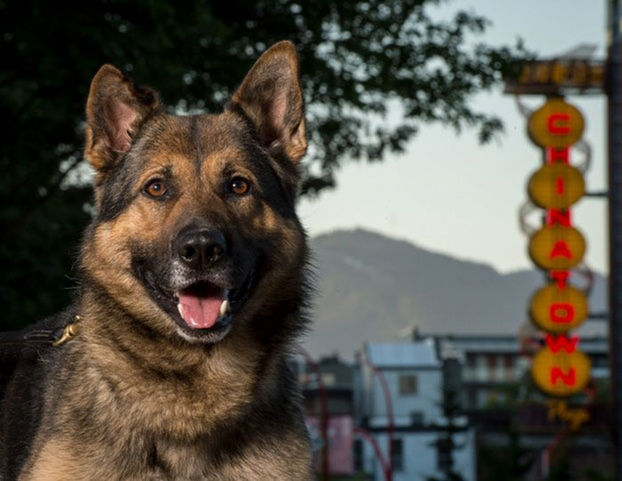 Полицейские собаки снялись для благотворительного календаря