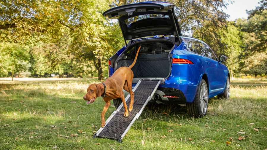 Jaguar создал линейку аксессуаров для собак.