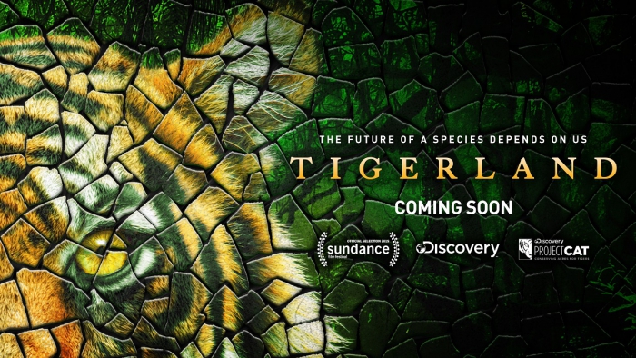 Discovery Channel и WWF сняли фильм ради спасения тигров