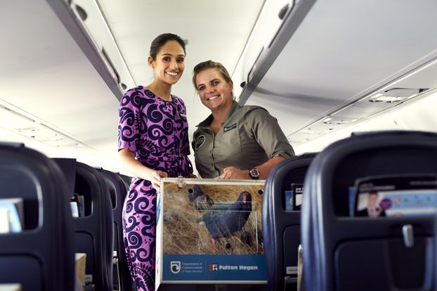 Air New Zealand выпустили экологически сознательное видео о правилах безопасности