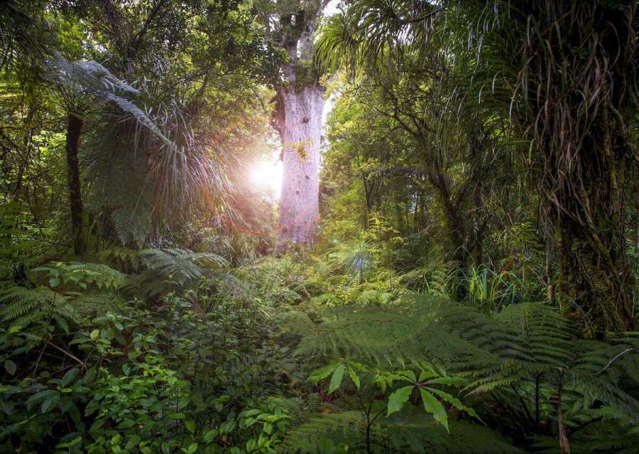 Новая Зеландия приглашает конвертировать разочарования годом в деревья