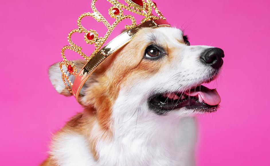Королева Елизавета создала духи для собак