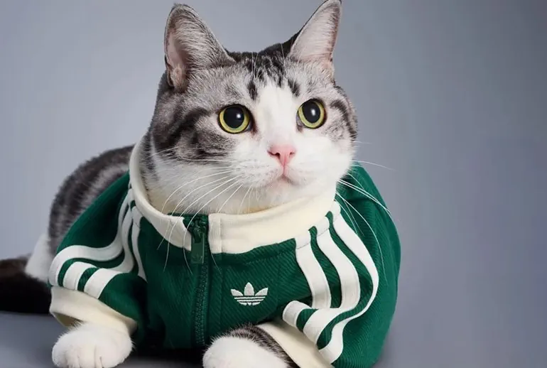 Питомцы в тренде: Adidas выпустил вторую коллекцию стильной одежды для кошек и собак