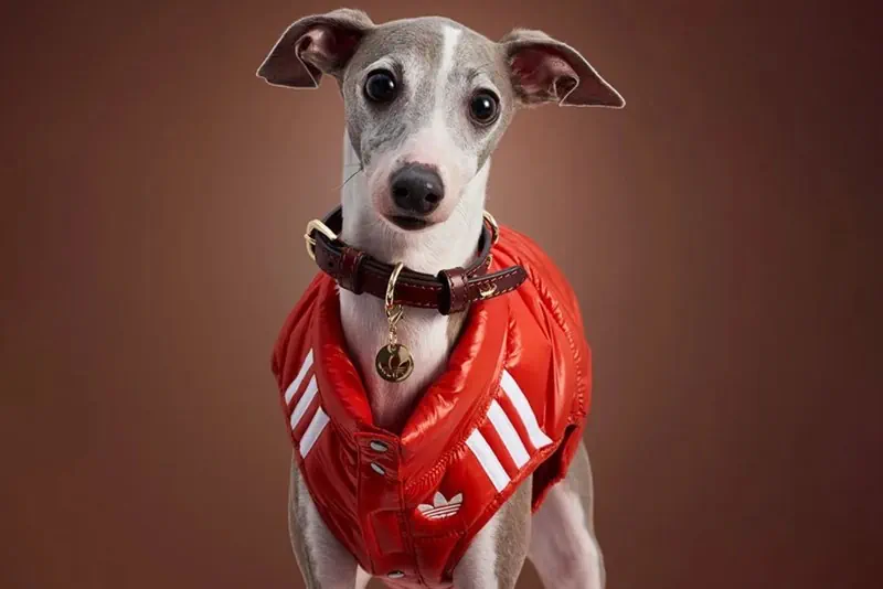 Питомцы в тренде: Adidas выпустил вторую коллекцию стильной одежды для кошек и собак