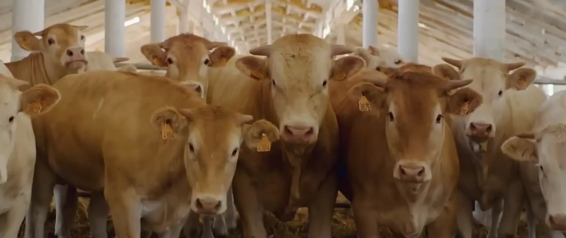 Поля, коровы и топ-хит: как сельское хозяйство зазвучало в ритмах чартов для Argoseguro Поля, коровы и топ-хит: как сельское хозяйство зазвучало в ритмах чартов для Argoseguro