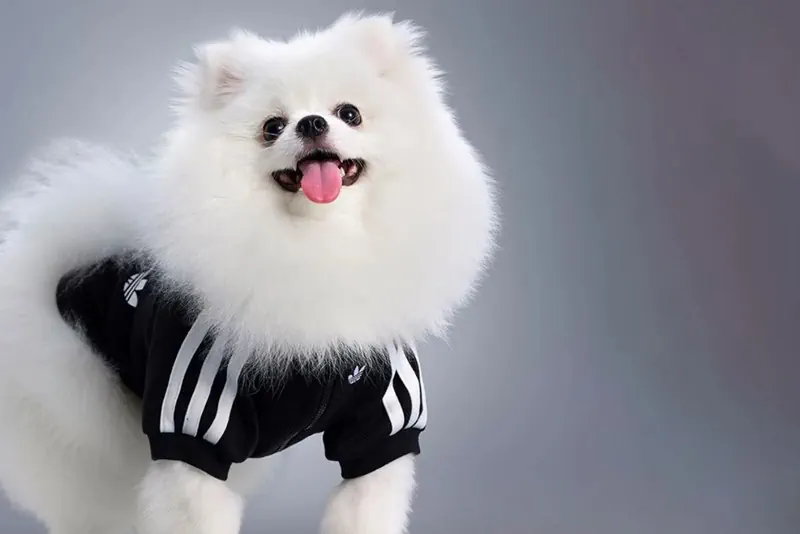 Питомцы в тренде: Adidas выпустил вторую коллекцию стильной одежды для кошек и собак