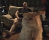 Кот смотрит ТВ - крутой российский вирус